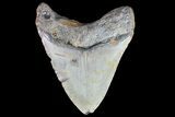 Bargain, Megalodon Tooth - North Carolina #83918-2